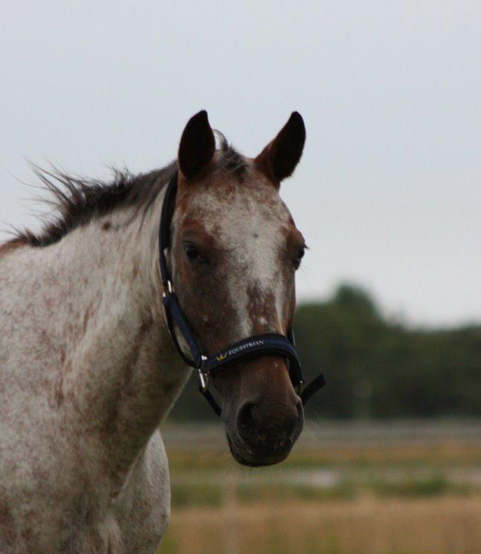 Knabstrupper Tessa billede 2