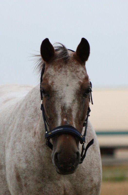 Knabstrupper Tessa - Velkommen til Tessas profil :) billede 1