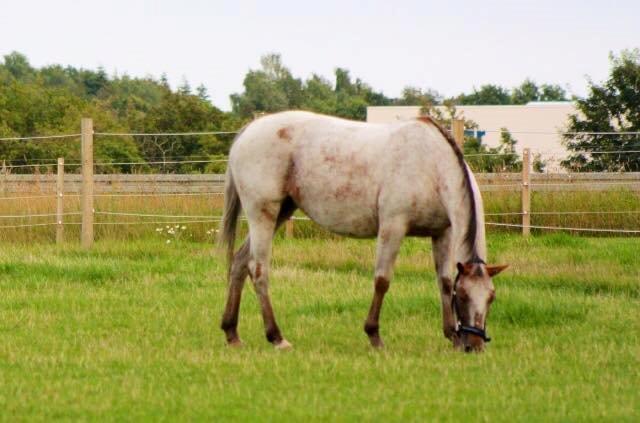 Knabstrupper Tessa billede 3