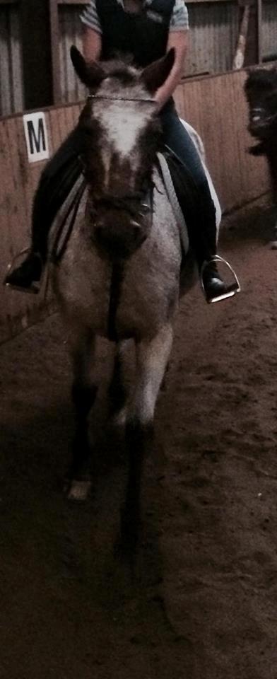 Knabstrupper Tessa - Her rider jeg på Tessa, undskyld kvaliteten :) billede 4