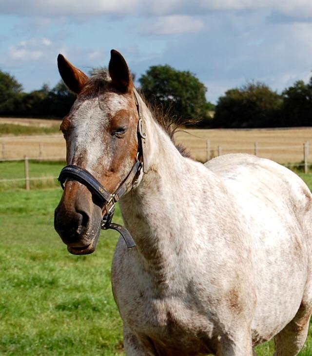 Knabstrupper Tessa billede 5