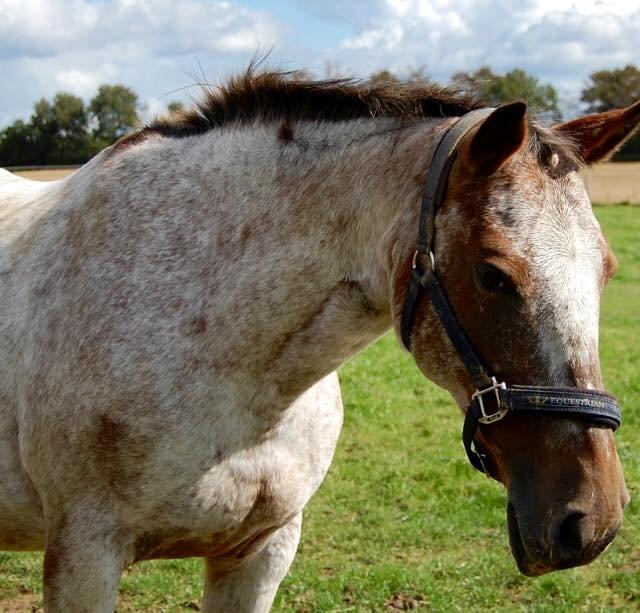 Knabstrupper Tessa billede 6