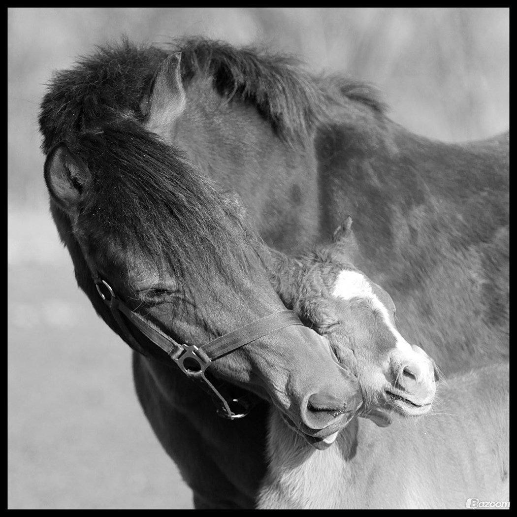 New Forest | Olympia billede 3