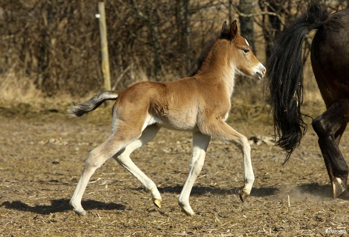 New Forest | Olympia billede 5