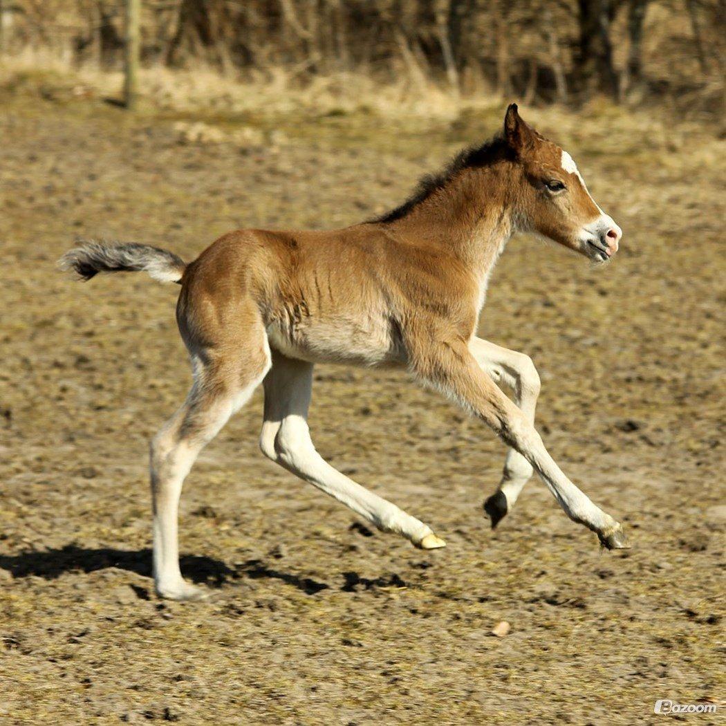 New Forest | Olympia billede 7