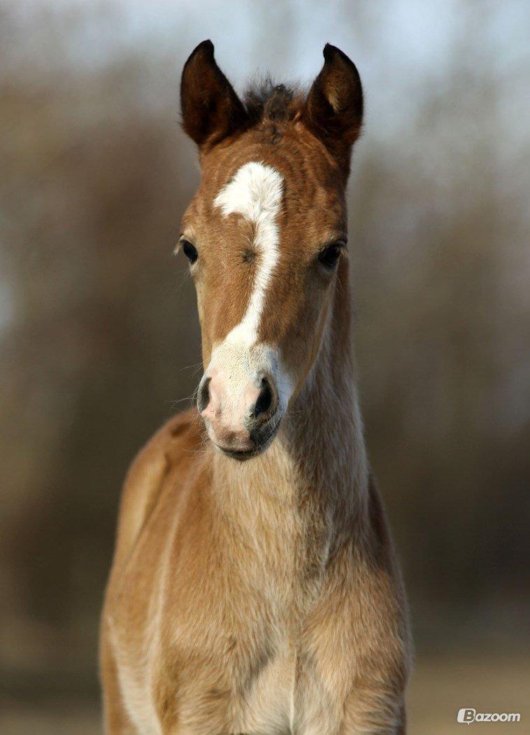 New Forest | Olympia billede 9