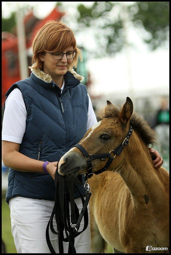 New Forest | Olympia billede 11