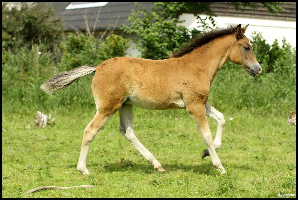 New Forest | Olympia billede 12