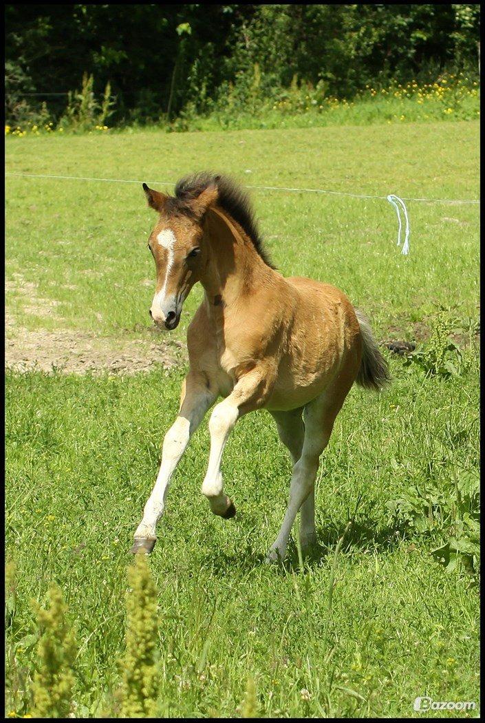 New Forest | Olympia billede 13