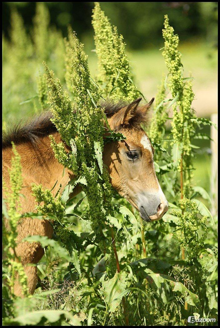 New Forest | Olympia billede 14