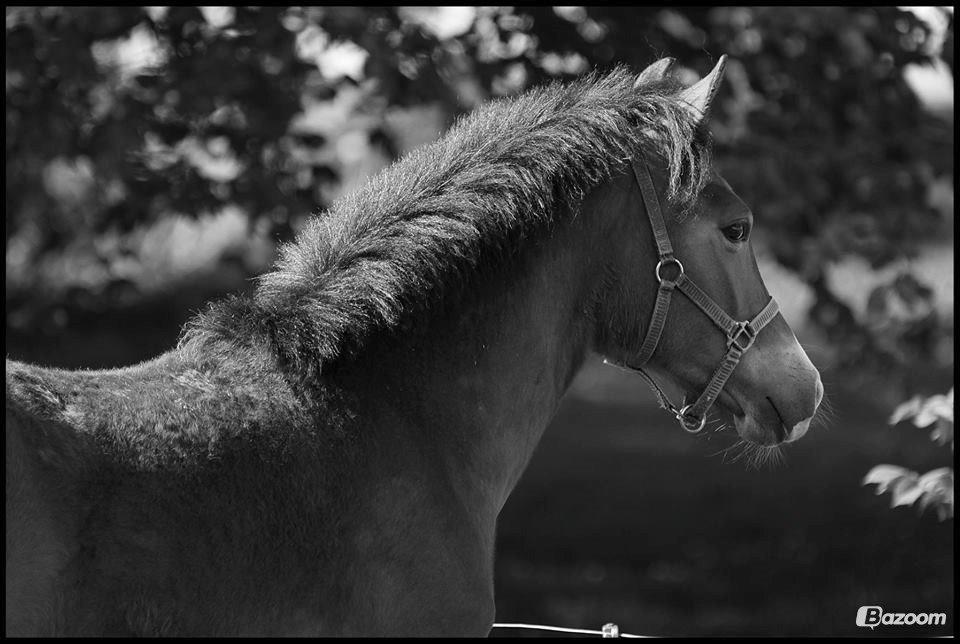 New Forest | Olympia billede 18