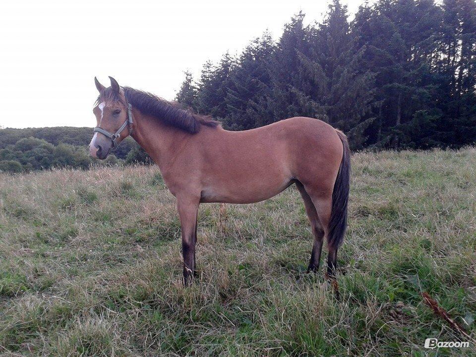 New Forest | Olympia billede 19