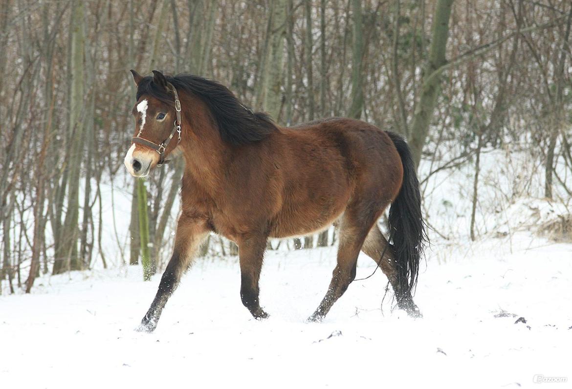 New Forest | Olympia billede 20