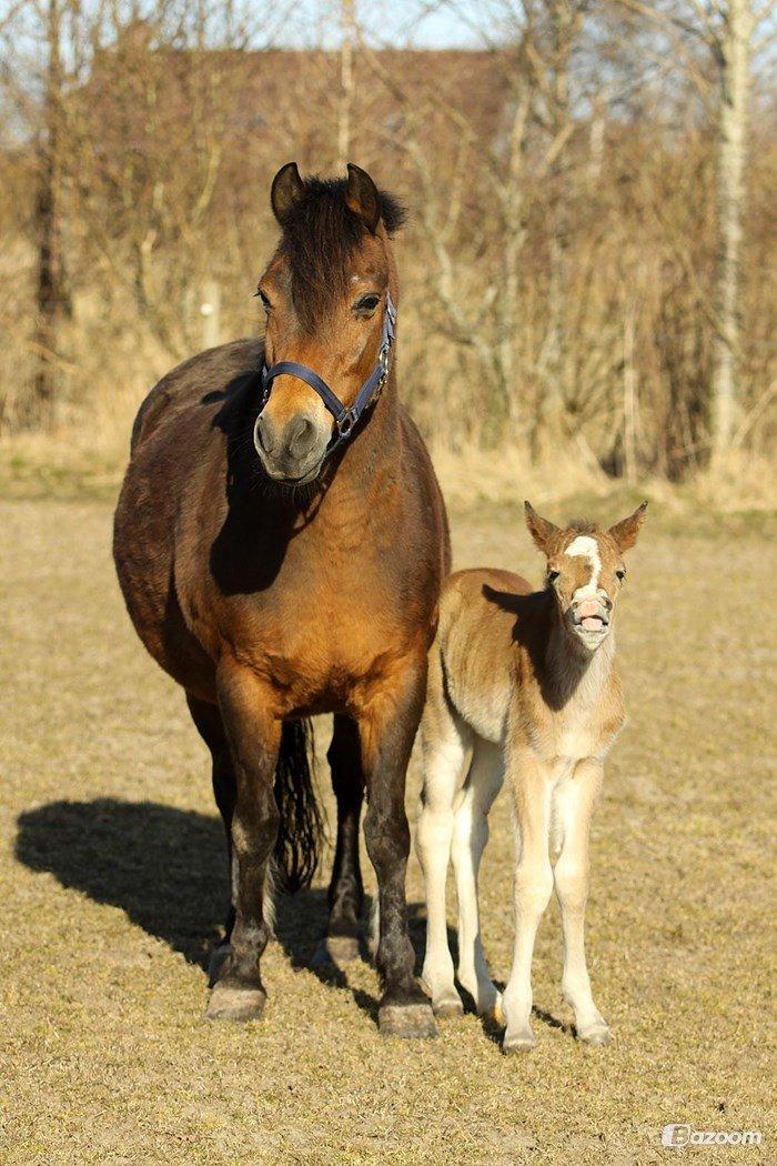 New Forest | Olympia billede 2