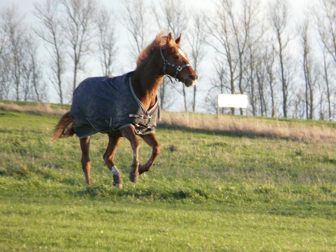 Traver Matchu aka, Maximus B.B. - 12-12 2014 Matchu, da han kom på fold første gang! billede 8