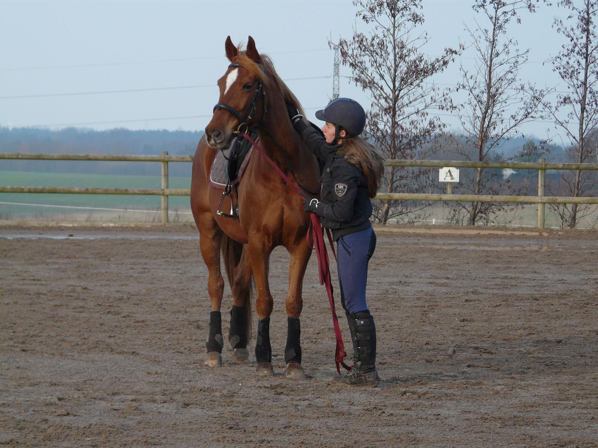 Traver Matchu aka, Maximus B.B. - 14-12 2015 skal op på MAtchu for første gang! billede 16