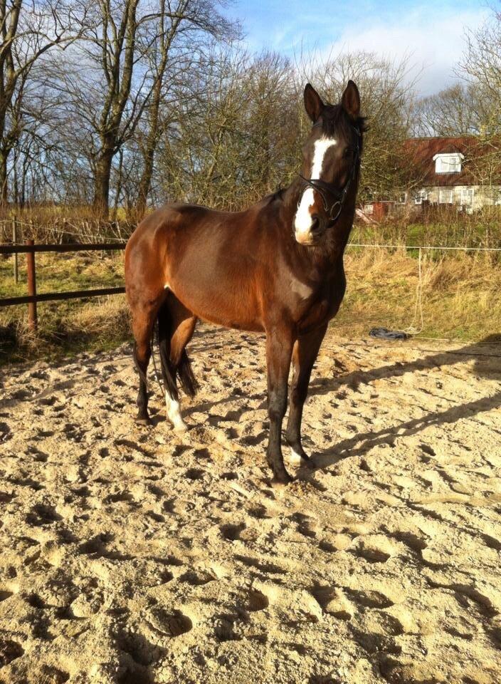 Dansk Varmblod Chansey Skovbo billede 13