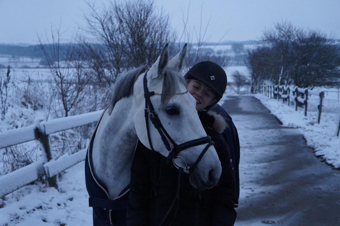 Anden særlig race Gipsy billede 4