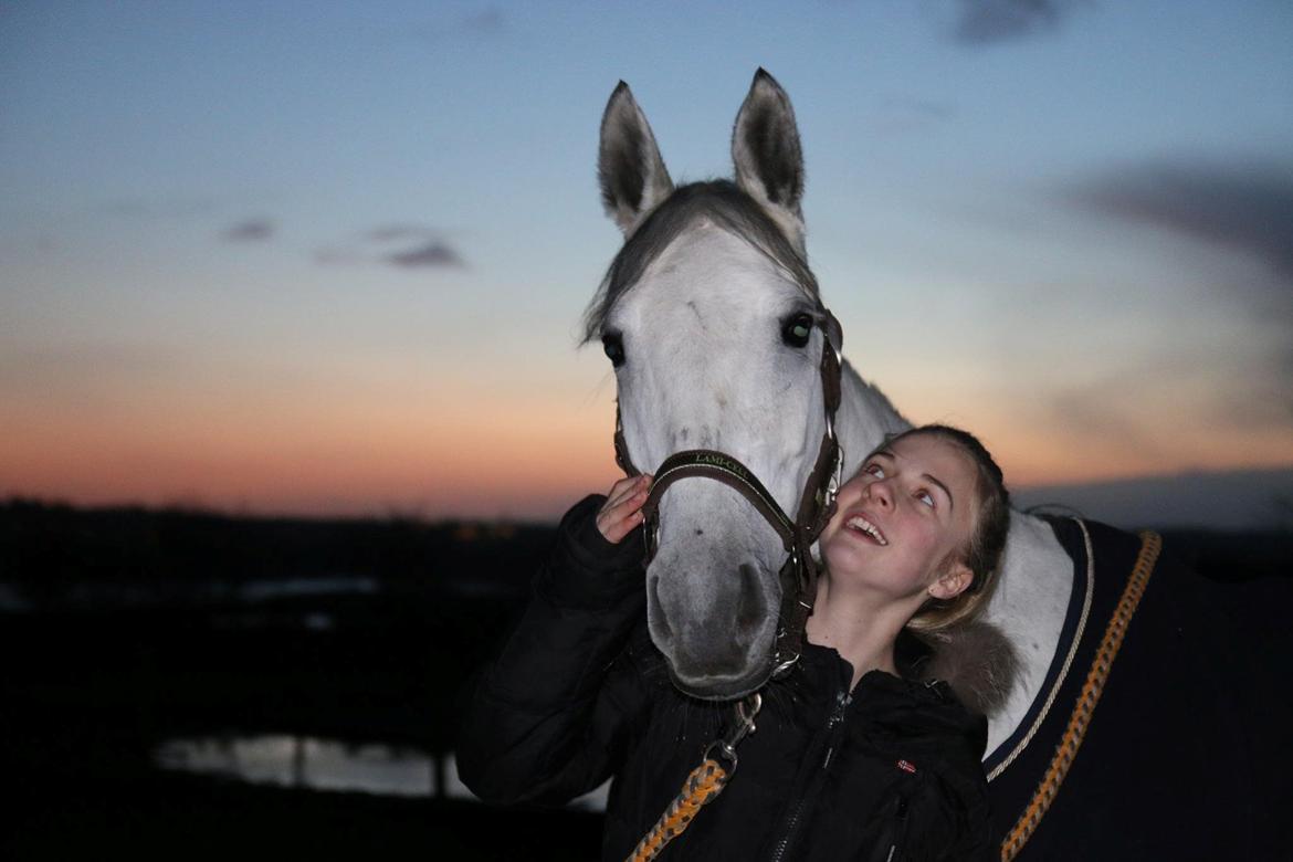 Anden særlig race Gipsy billede 6