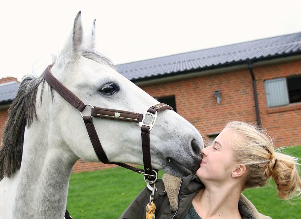 Anden særlig race Gipsy billede 10