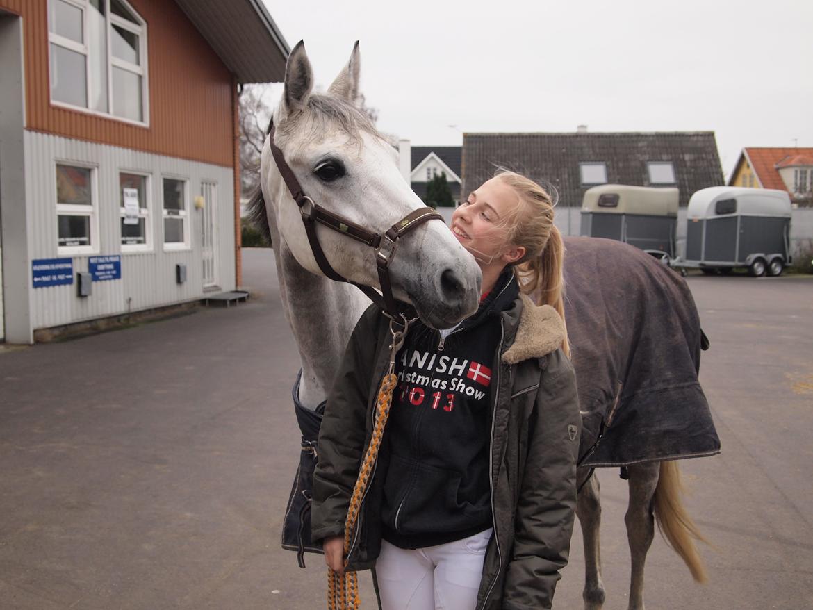 Anden særlig race Gipsy billede 3