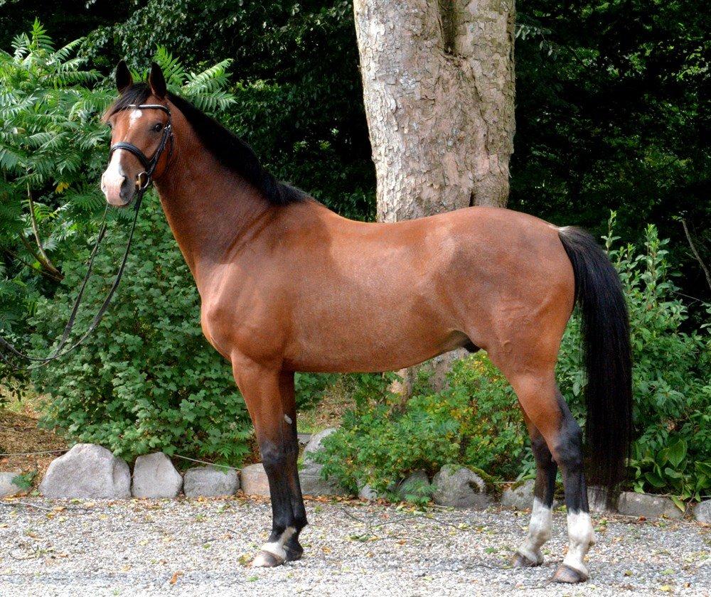 Dansk Varmblod Stauslykke's Avalon billede 4