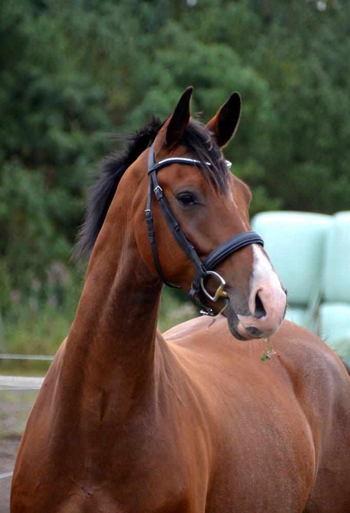 Dansk Varmblod Stauslykke's Avalon billede 5