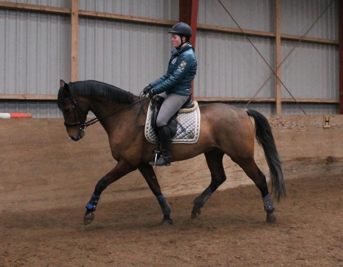 Dansk Varmblod Stauslykke's Avalon billede 7