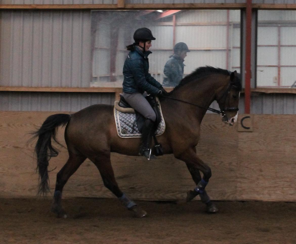 Dansk Varmblod Stauslykke's Avalon billede 8