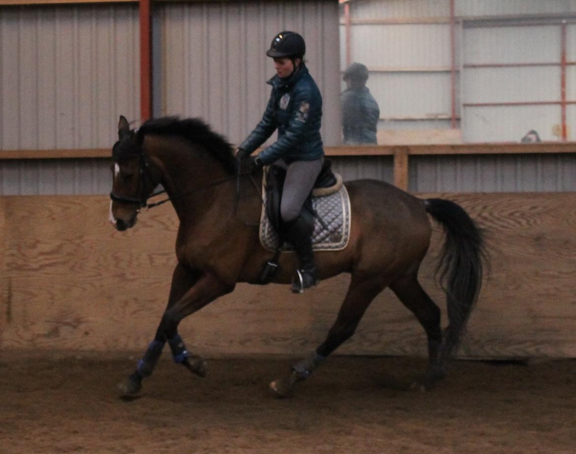 Dansk Varmblod Stauslykke's Avalon billede 9