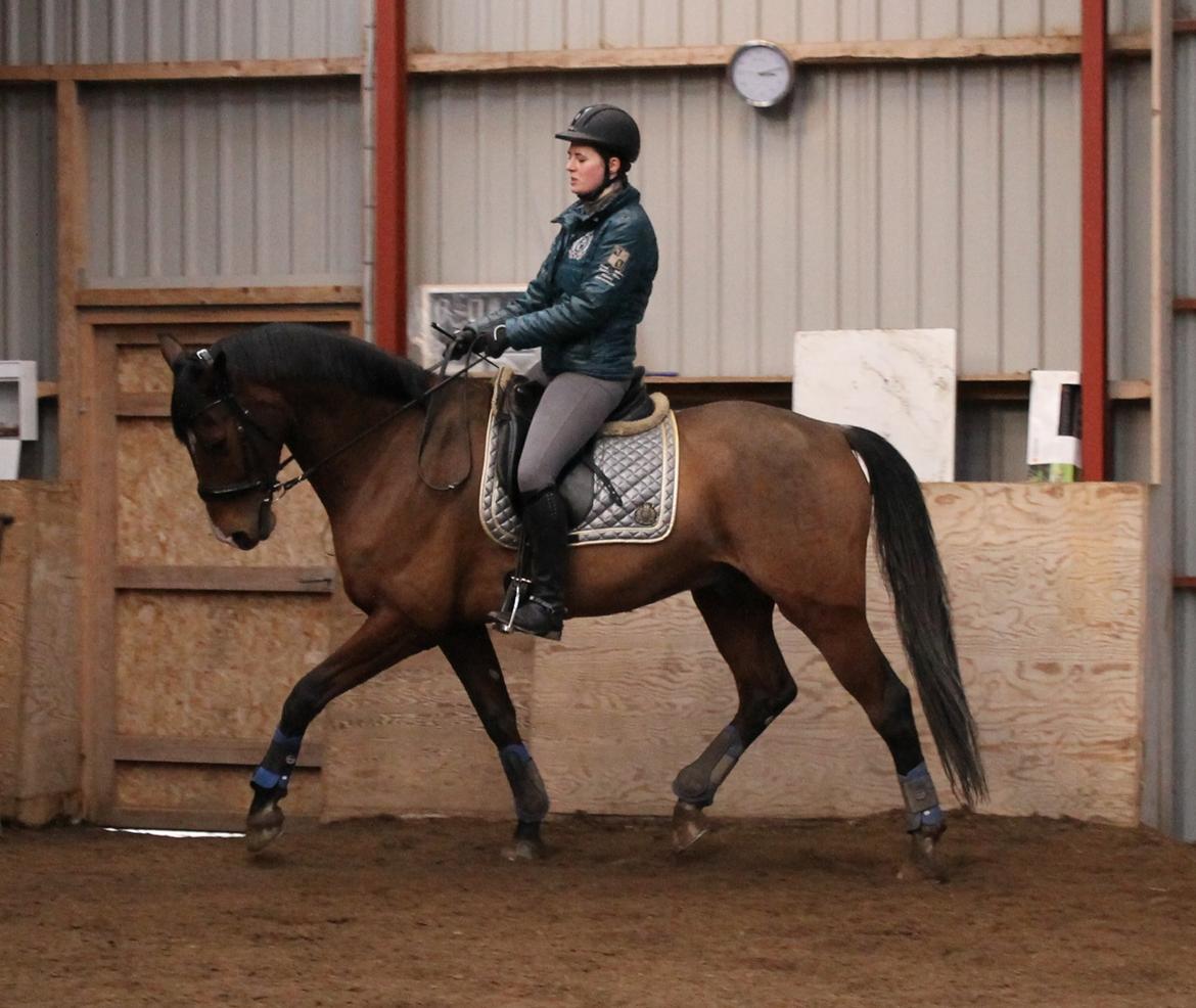 Dansk Varmblod Stauslykke's Avalon billede 10