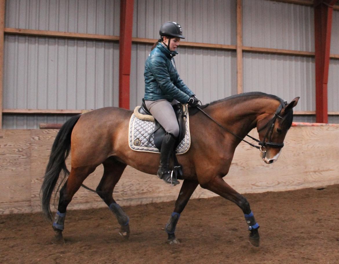 Dansk Varmblod Stauslykke's Avalon billede 6