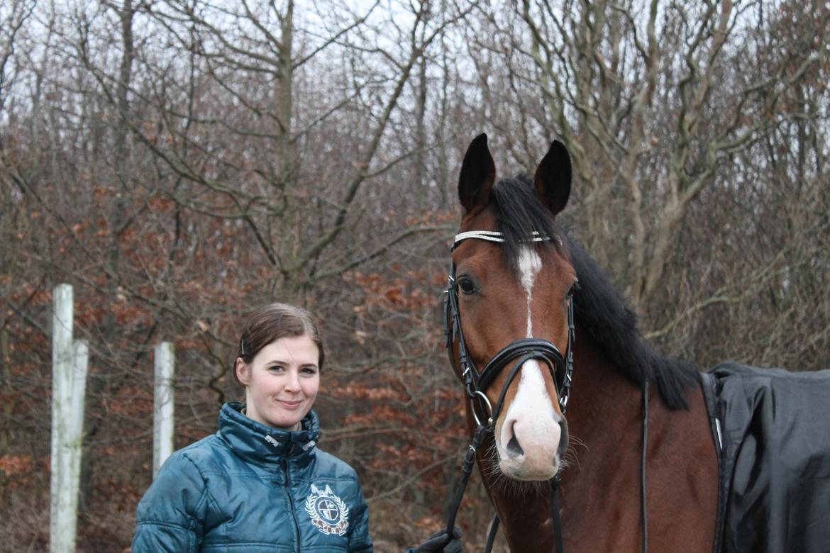 Dansk Varmblod Stauslykke's Avalon billede 12