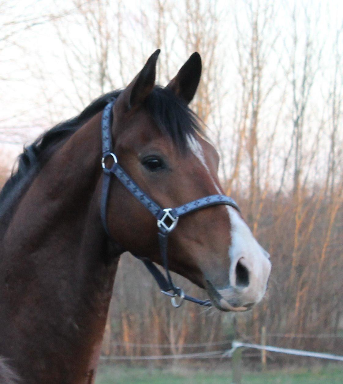 Dansk Varmblod Stauslykke's Avalon billede 2