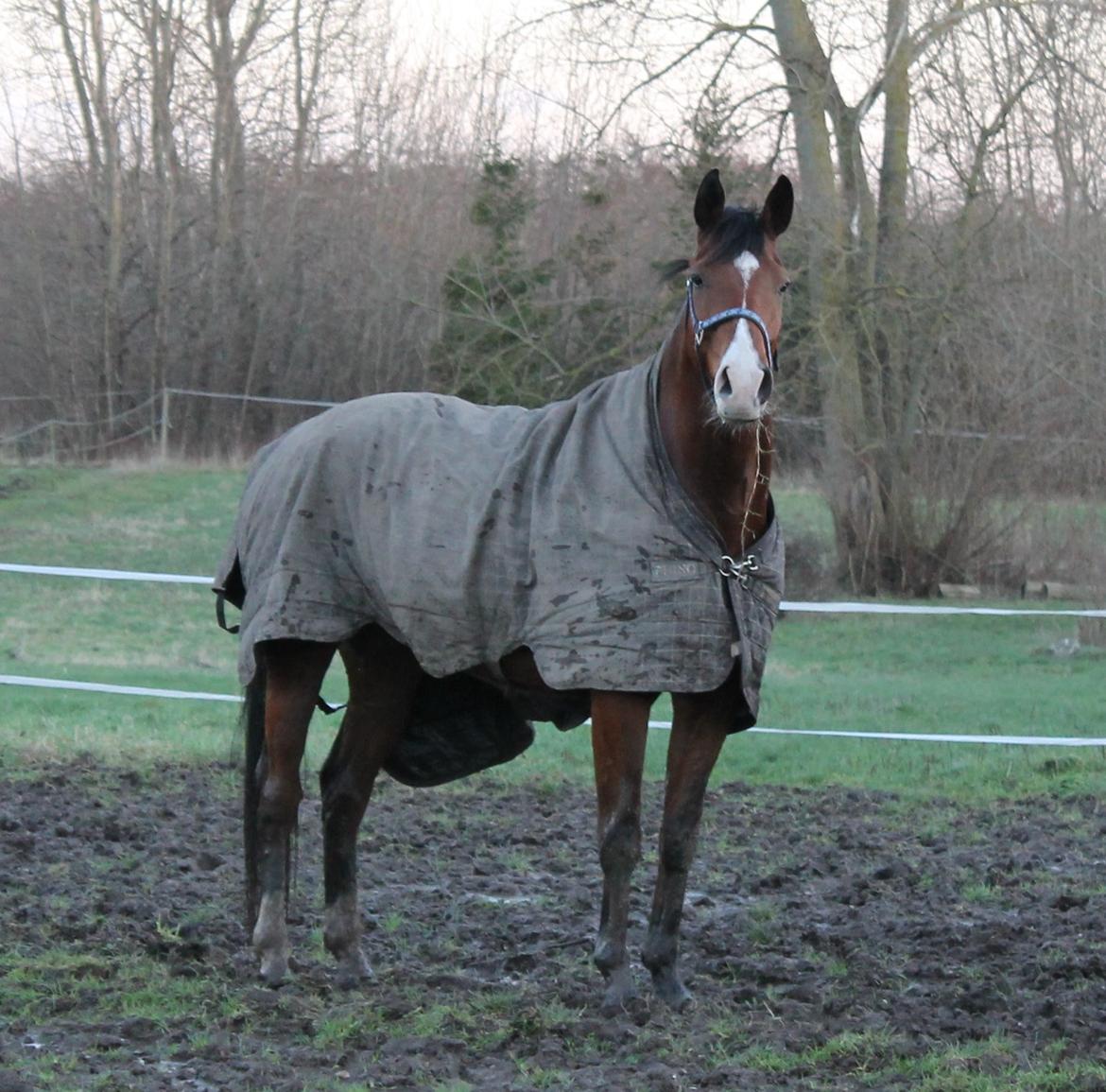Dansk Varmblod Stauslykke's Avalon billede 14
