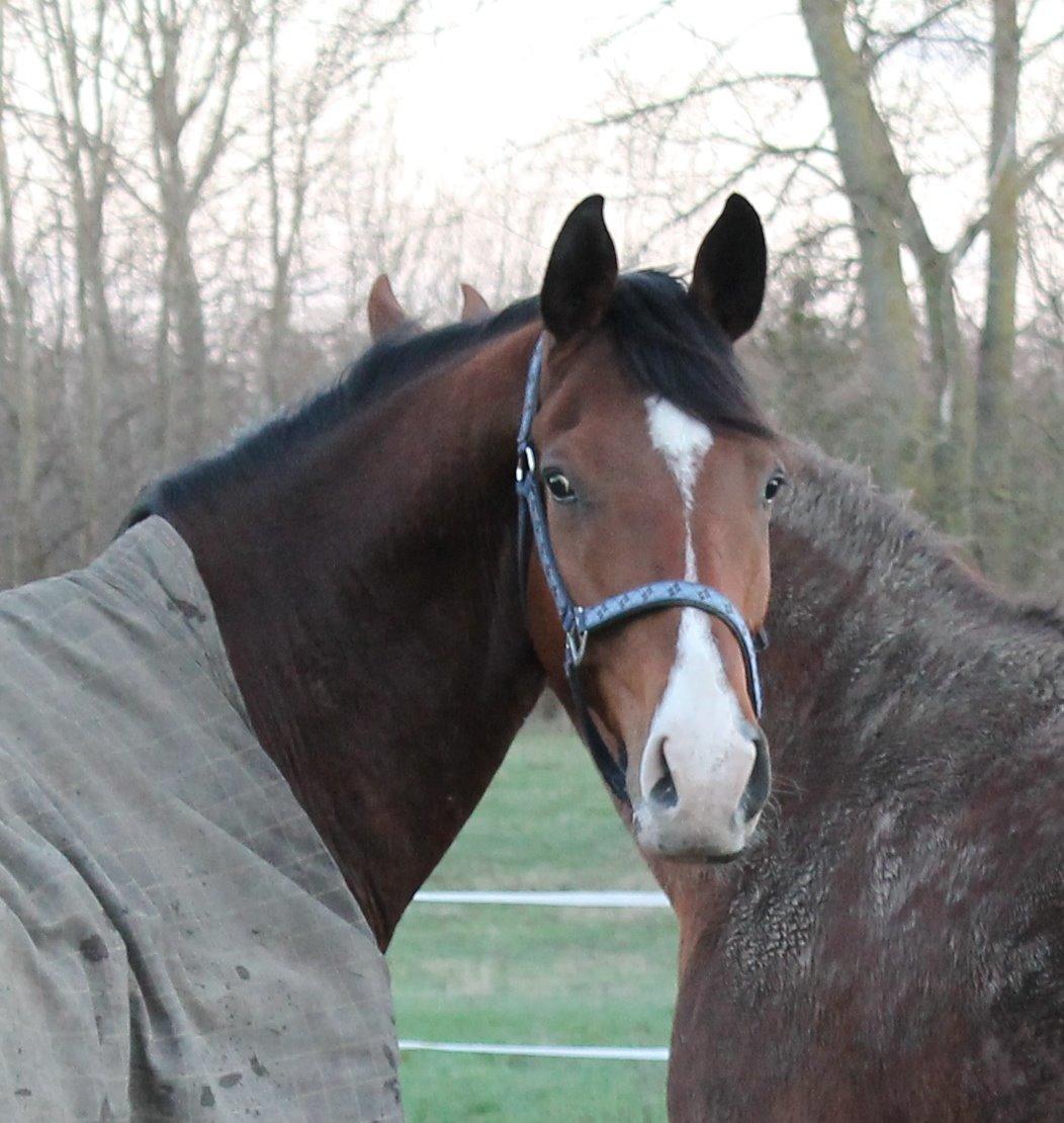 Dansk Varmblod Stauslykke's Avalon billede 16