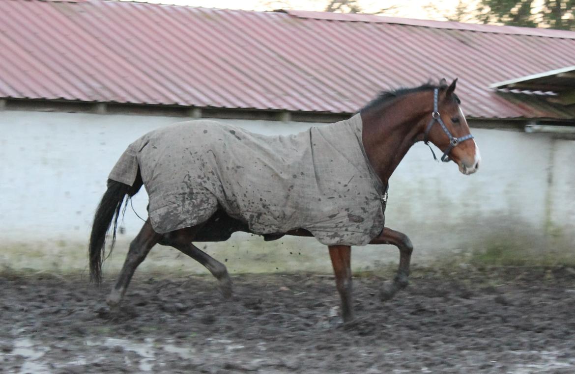 Dansk Varmblod Stauslykke's Avalon billede 17