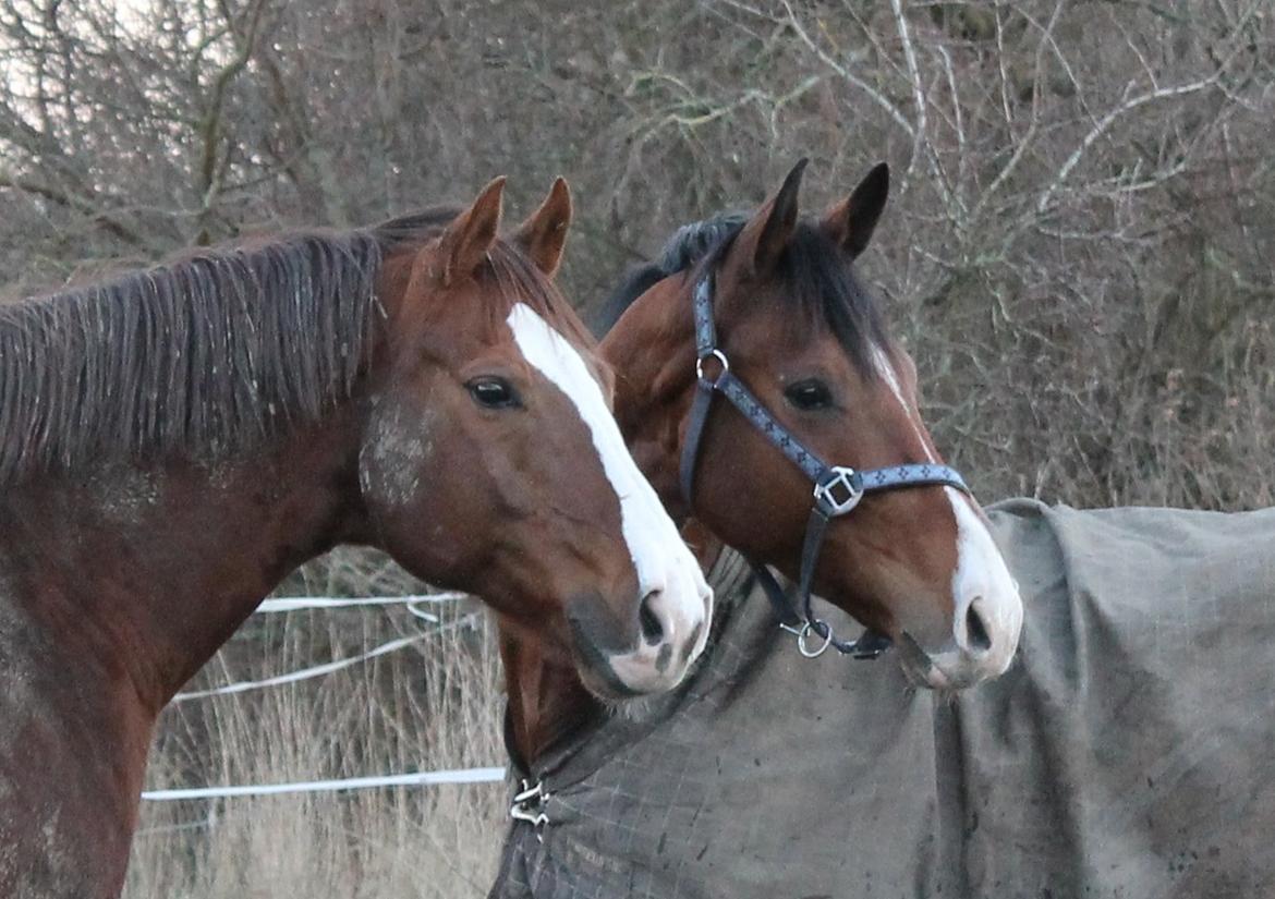 Dansk Varmblod Stauslykke's Avalon billede 18