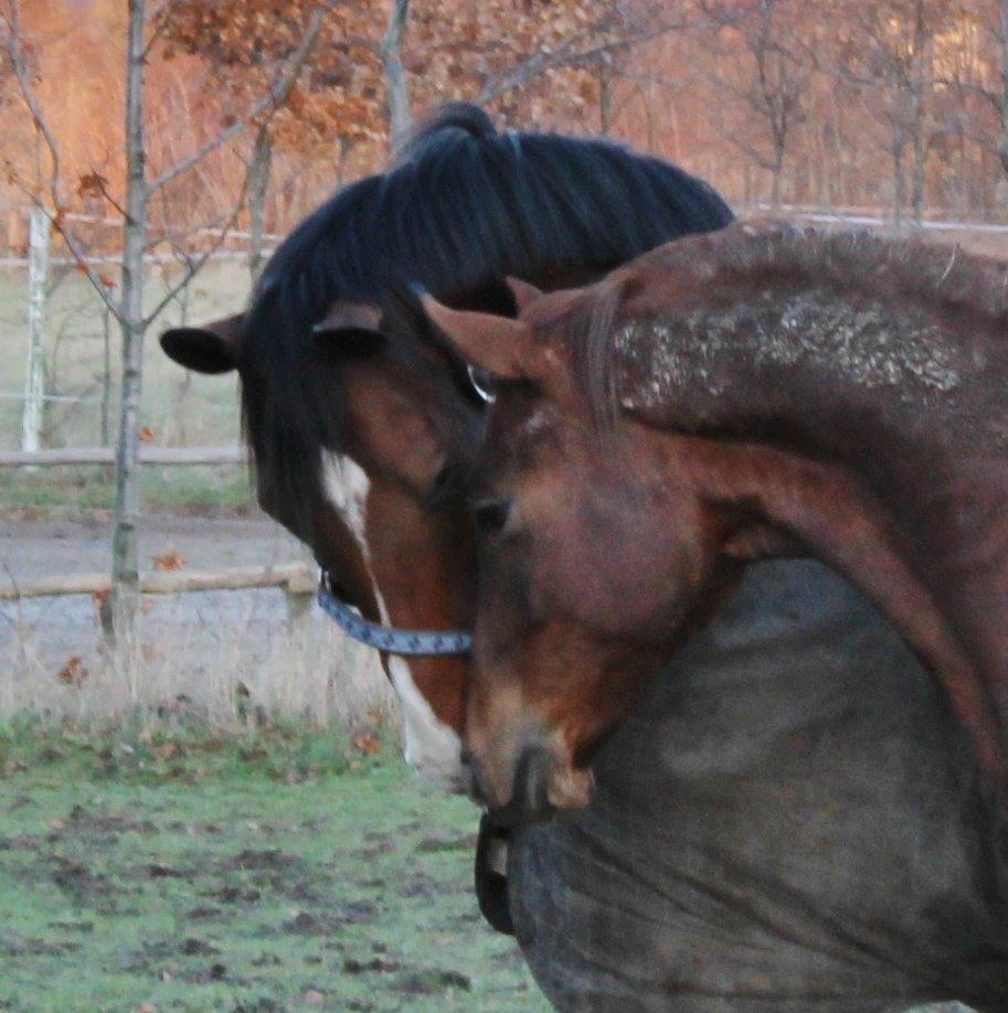 Dansk Varmblod Stauslykke's Avalon billede 13