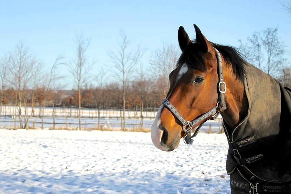 Dansk Varmblod Stauslykke's Avalon billede 19