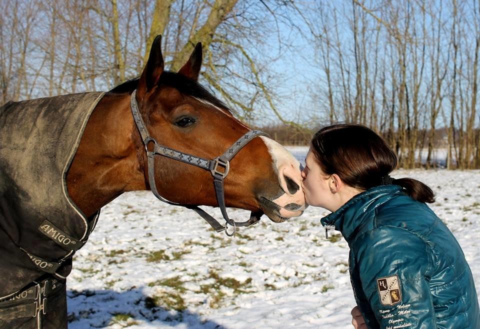 Dansk Varmblod Stauslykke's Avalon billede 3