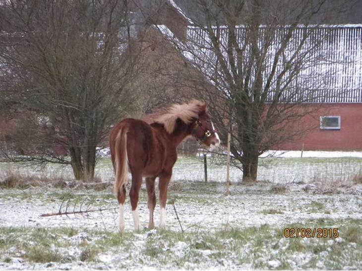 {{currentPhoto.altText}} billede {{currentPhoto.number}}