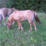 Islænder Stebbi fra Trompgaard 