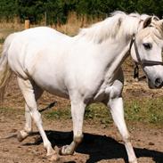 Anden særlig race Laban 