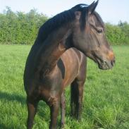 Welsh Partbred (Sec F) Donja Scarlet