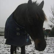Welsh Partbred (Sec F) Donja Scarlet