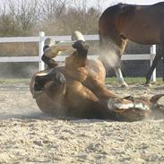 Hollandsk Varmblod Simon <død> Tilgiver aldrig mig selv, for at have 