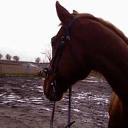 Anden særlig race Ricco (Gammel part)