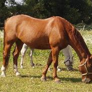 Anden særlig race Ricco (Gammel part)