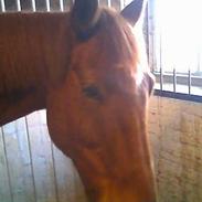 Anden særlig race Ricco (Gammel part)